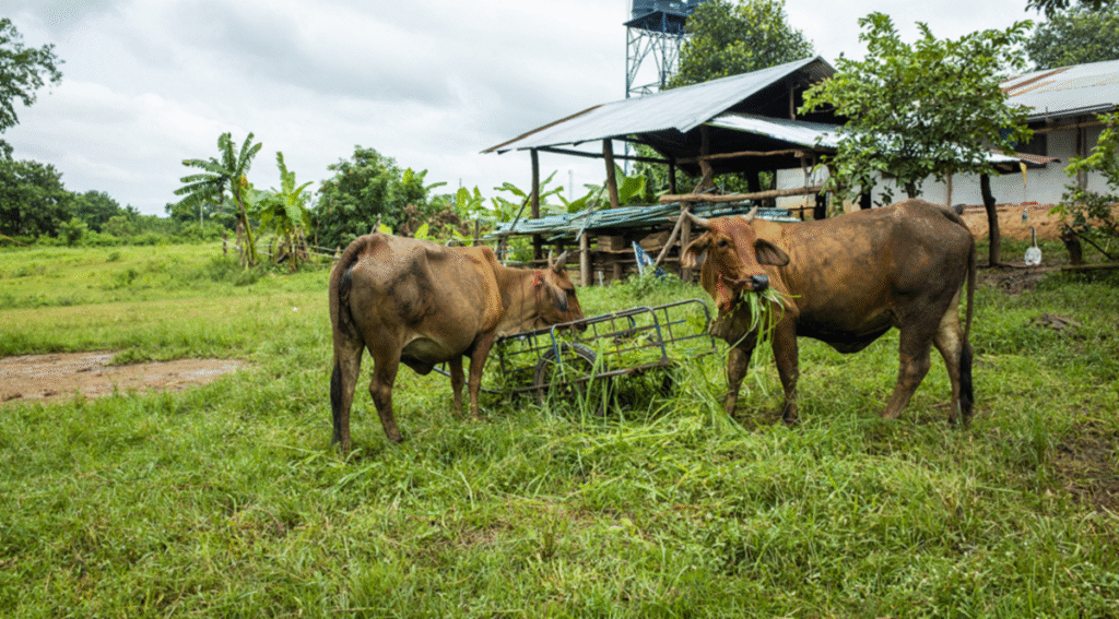 farm_image